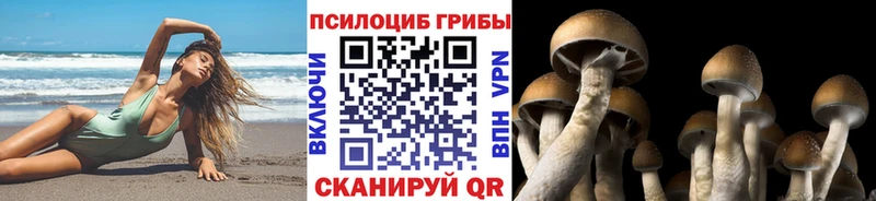 купить наркоту Среднеколымск Галлюциногенные грибы Psilocybine cubensis